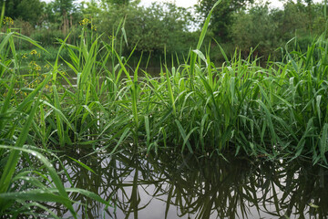 Fresh green grass close up. Early summer morning in the meadow near the river