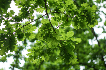 Fototapeta na wymiar Background from green oak leaves. Trees in the forest
