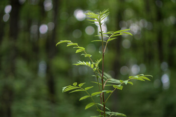 Fern in the forest. Green branch close-up.