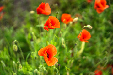 Red poppies bloom in a wild field. Background of beautiful flowers.
