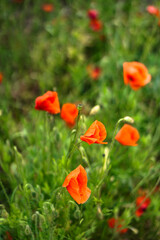 Red poppies bloom in a wild field. Background of beautiful flowers.