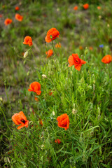 Fototapeta na wymiar Red poppies bloom in a wild field. Background of beautiful flowers.
