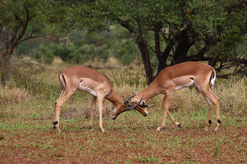 Schwarzfersenantilope / Impala / Aepyceros melampus.