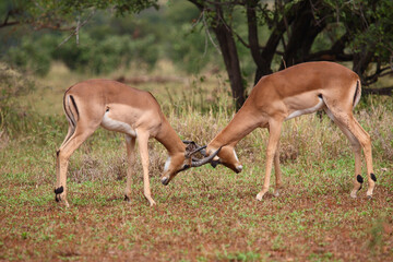 Schwarzfersenantilope / Impala / Aepyceros melampus.