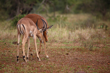 Schwarzfersenantilope / Impala / Aepyceros melampus.