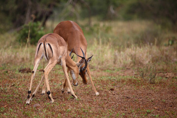 Schwarzfersenantilope / Impala / Aepyceros melampus.