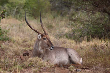 Wasserbock / Waterbuck / Kobus ellipsiprymnus