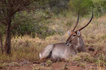 Wasserbock / Waterbuck / Kobus ellipsiprymnus