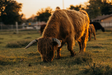 Highland Cow grazing and enjoying the Sunset.