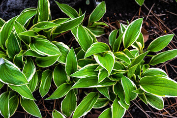 Leaves of Hosta ‘Lime Fizz’ in Spring