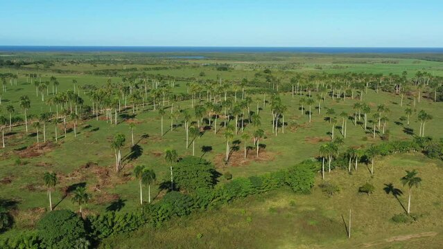 Nisibon eco park field with palm trees. Dominican Republic. Aerial top view