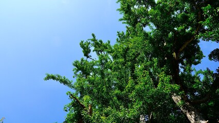 対馬にある琴の大銀杏（日本最古の銀杏）