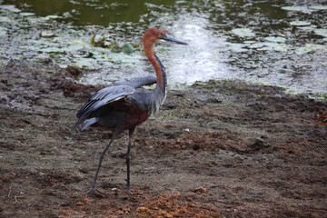 Goliathreiher / Goliath heron / Ardea goliath.
