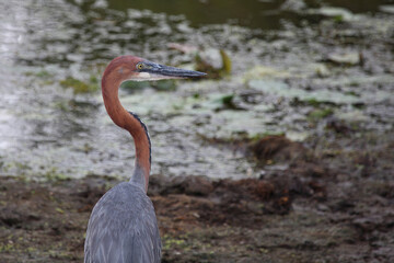 Goliathreiher / Goliath heron / Ardea goliath.