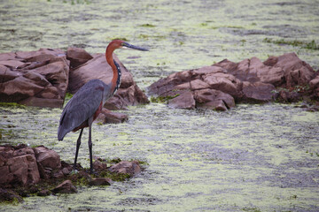 Goliathreiher / Goliath heron / Ardea goliath.