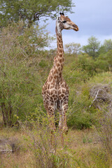 Giraffe / Giraffe / Giraffa camelopardalis.