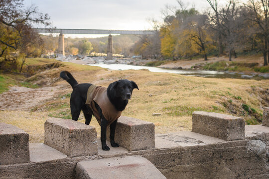Perro negro callejero con abrigo, libre en las m&aacute;rgenes del r&iacute;o en oto&ntilde;o