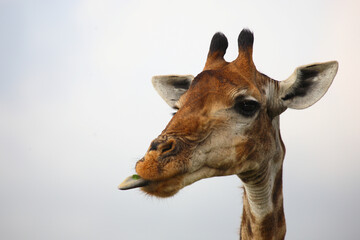 Naklejka premium Giraffe / Giraffe / Giraffa camelopardalis