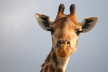 Badezimmer Foto Rückwand Giraffe / Giraffe / Giraffa camelopardalis © Ludwig
