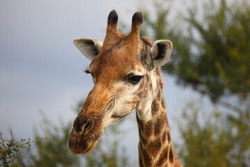 Obraz premium Giraffe / Giraffe / Giraffa camelopardalis