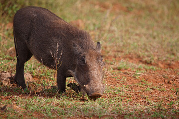 Warzenschwein / Warthog / Phacochoerus africanus