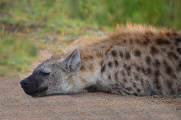 Tüpfelhyäne / Spotted hyaena / Crocuta crocuta