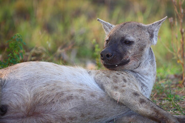 Tüpfelhyäne / Spotted hyaena / Crocuta crocuta