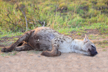 Tüpfelhyäne / Spotted hyaena / Crocuta crocuta