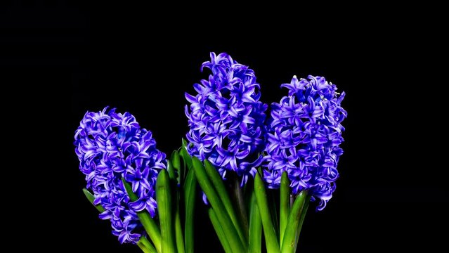Time Lapse - Three Purple Hyacinth Flower Blooming with Black Ground
