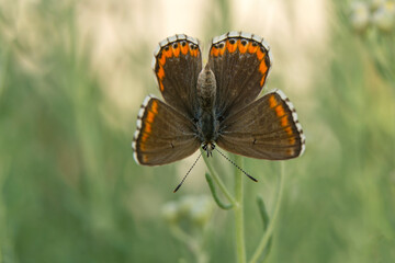Macro shots, Beautiful nature scene. Closeup beautiful butterfly sitting on the flower in a summer garden.