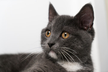 British/scottish gray and cute cat, kitten, pet products background, cat portrait