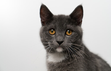 British/scottish gray and cute cat, kitten, pet products background, cat portrait