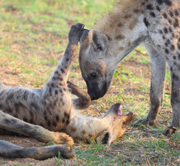 Tüpfelhyäne / Spotted hyaena / Crocuta crocuta...