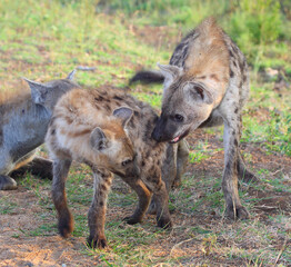 Tüpfelhyäne / Spotted hyaena / Crocuta crocuta...