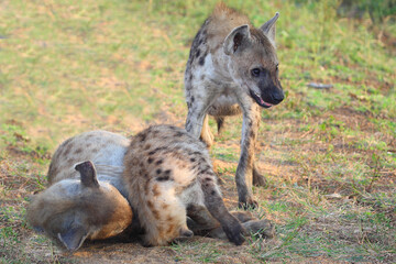 Tüpfelhyäne / Spotted hyaena / Crocuta crocuta...