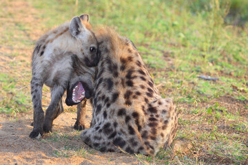 Tüpfelhyäne / Spotted hyaena / Crocuta crocuta.....