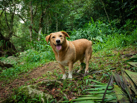 Brown and White Mixed Dog is Standing in the Middle of the Forest, a Little Wet, Tired and Looking at the Camera
