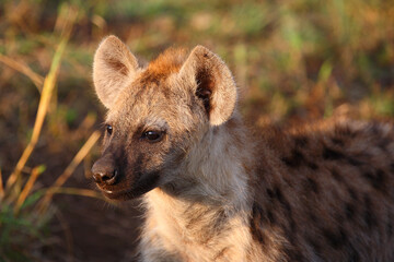 Tüpfelhyäne / Spotted hyaena / Crocuta crocuta...