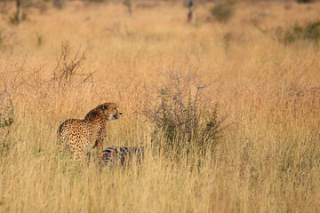 Gepard / Cheetah / Acinonyx jubatus........Gepard / Cheetah / Acinonyx jubatus