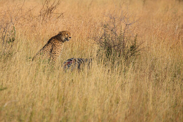 Gepard / Cheetah / Acinonyx jubatus........Gepard / Cheetah / Acinonyx jubatus