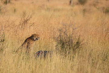 Gepard / Cheetah / Acinonyx jubatus........Gepard / Cheetah / Acinonyx jubatus