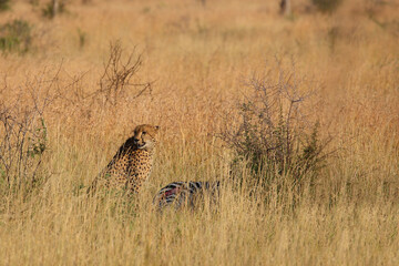 Gepard / Cheetah / Acinonyx jubatus........Gepard / Cheetah / Acinonyx jubatus