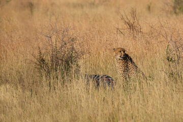 Obraz na płótnie Canvas Gepard / Cheetah / Acinonyx jubatus........Gepard / Cheetah / Acinonyx jubatus