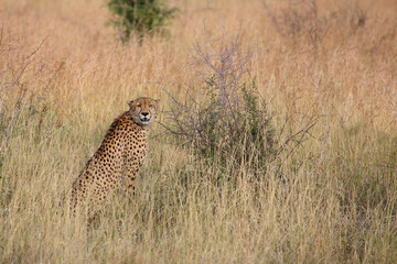 Gepard / Cheetah / Acinonyx jubatus © Ludwig