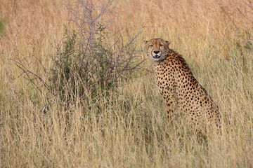 Gepard / Cheetah / Acinonyx jubatus © Ludwig