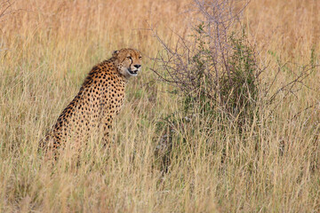 Gepard / Cheetah / Acinonyx jubatus © Ludwig