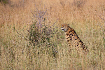 Gepard / Cheetah / Acinonyx jubatus © Ludwig