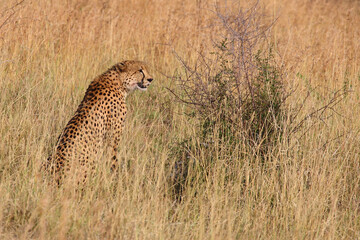 Gepard / Cheetah / Acinonyx jubatus © Ludwig