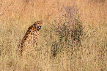 Gepard / Cheetah / Acinonyx jubatus © Ludwig