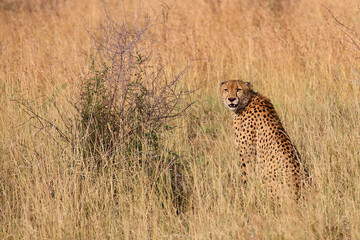 Gepard / Cheetah / Acinonyx jubatus © Ludwig